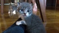 6月6日保護 グレー2子猫