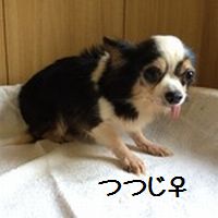 ¤Ä¤Ä¤¸¡ê