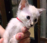 子猫