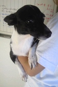 37コーギ×チワワ(マミー)♀2歳