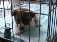 子犬