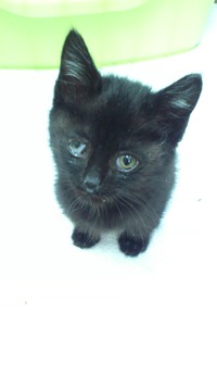 黒猫2