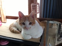 子猫 5月13日 4