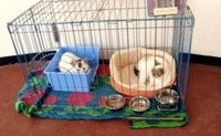 譲渡会