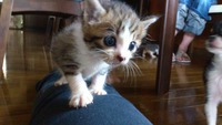 6月6日保護 白きじ仔猫