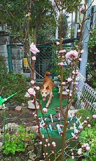 花子