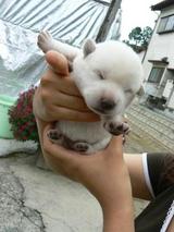 メス みーちゃん