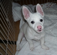 子犬
