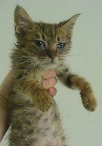 子猫