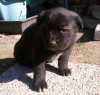 子犬♀1