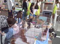 譲渡会