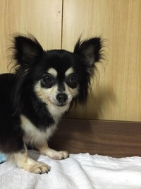 グミ