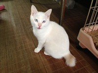 子猫 5月13日 2
