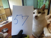 57¤á¤¤
