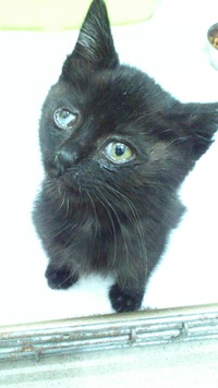 黒猫