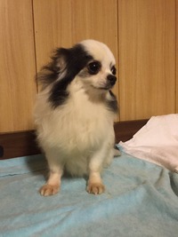 シャリン