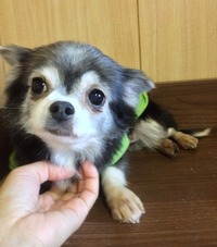 画像1