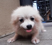 ポメ