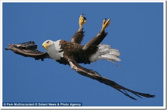 eagle