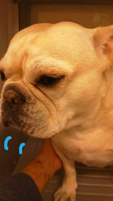 BlogPaint