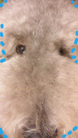 BlogPaint