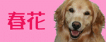 八わんブログ