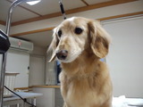 しゃんぷー4