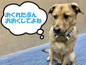 BlogPaint