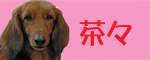 伊豆わんブログ