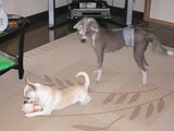 兄ちゃんかして