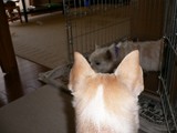 出てこないの?
