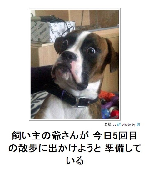 飼い主の爺さんが 今日5回目の散歩に出かけようと 準備している