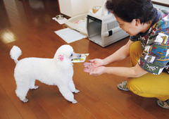pet_story_15su_01