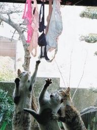 http://livedoor.blogimg.jp/waosoku/imgs/b/b/bbd95560.jpg