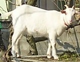 やぎ