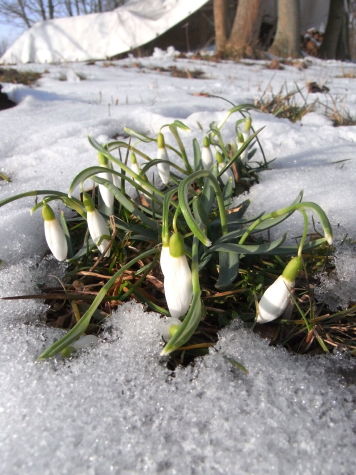 schneegloeckchen