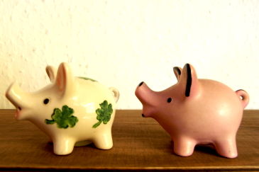 schweine