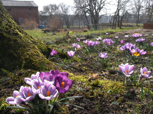 fruehling