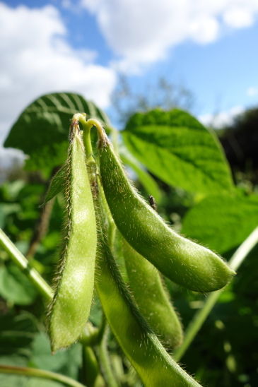 edamame