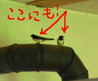 schwalben
