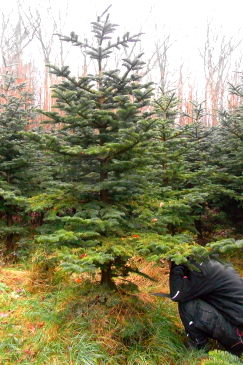 weihnachtsbaum01