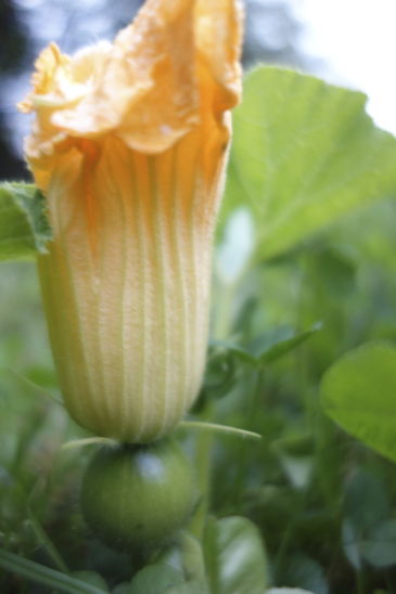 kabocha-meshibe