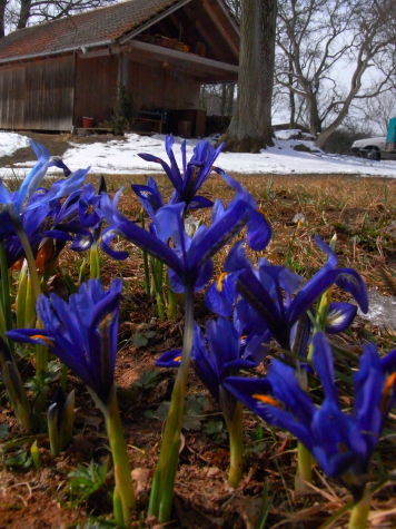 iris
