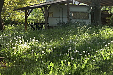 pusteblumen