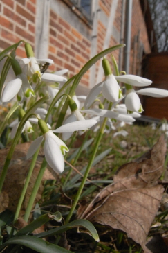schneegloeckchen