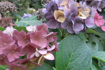 hortensie01