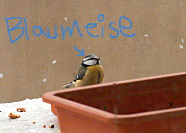 blaumeise