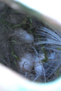 eier