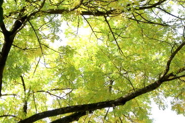 herbst