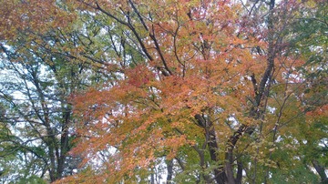 20181116_110443